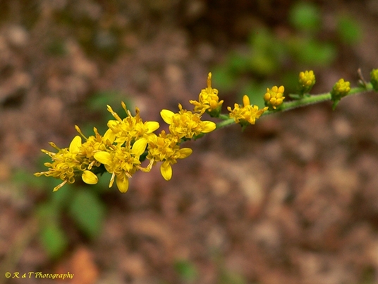 {Solidago auriculata}